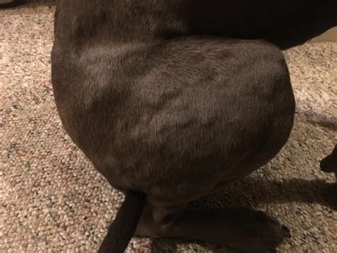 What Are The Bumps On My Dogs Body