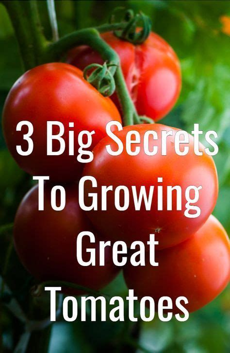 The Best Way To Plant Tomatoes 5 Simple Secrets To Success Tips For