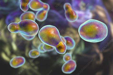 Cryptococcus Neoformans Fungus Illustration Stock Image F0338657