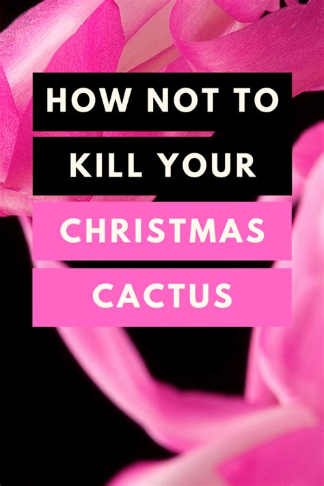 But how does one make a christmas cactus bloom? Christmas Cactus Care #1 - Amazing Hacks | Plantophiles