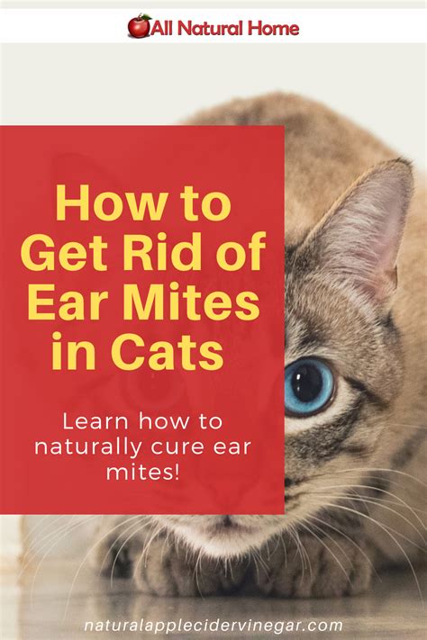How To Get Rid Of Ear Mites In Cats Natural Home Remedy All Natural
