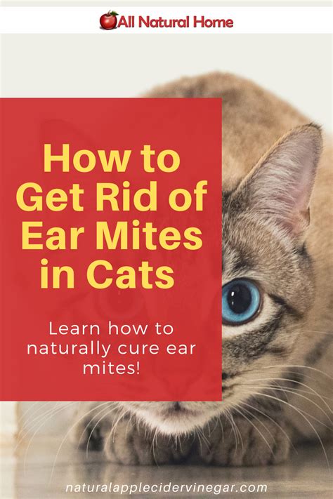 tresaderm for cats ear mites cat meme stock pictures and photos