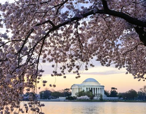 See A Map Of The Cherry Blossoms In Washington Dc Wonders Of The