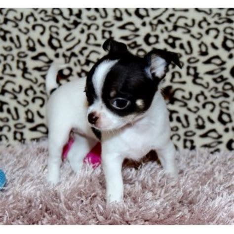 They make amazing companions for the whole family. Home of Tiny Chihuahuas (TinyChi), Chihuahua Breeder in ...