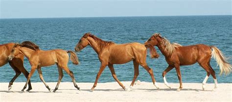 national animal  azerbaijan einfon horses national animal animals