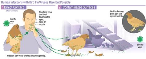 Information On Avian Influenza Avian Influenza Flu