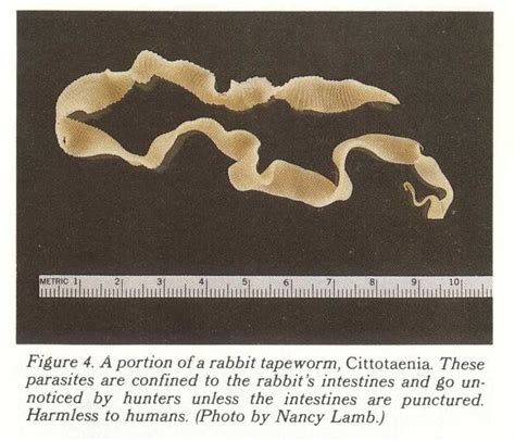 Pictures Of Tapeworms In Humans