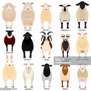 Sheep Chart With Breeds Name Stock Illustration Download Image Now