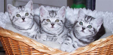 126 31 cat mackerel photograph. Funny Picture Clip: Funny pictures: Silver tabby kittens ...