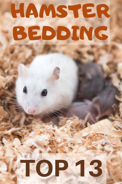 How Many Inches Of Bedding Does A Robo Hamster Need Bedding Design Ideas