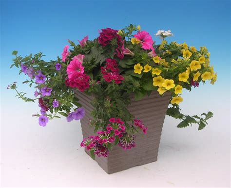 Creating Beautiful Container Gardens Wenke Greenhouses