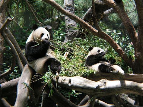 Pin By Lori Massie On Pandas Panda Bear Bear Animals