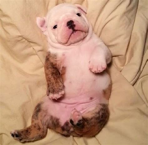 9 funniest french bulldog memes, funny french bulldogs. want to rub his BELLY ! | French bulldog, Dogs, Bulldog