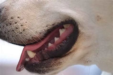 Dog Breath Metallic Causes Solutions And Tips Dogs Final Guide