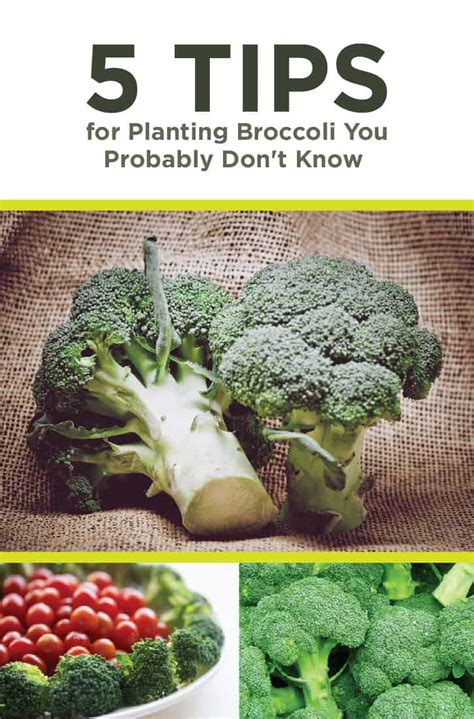A How To Guide To Planting Broccoli Properly Rooted