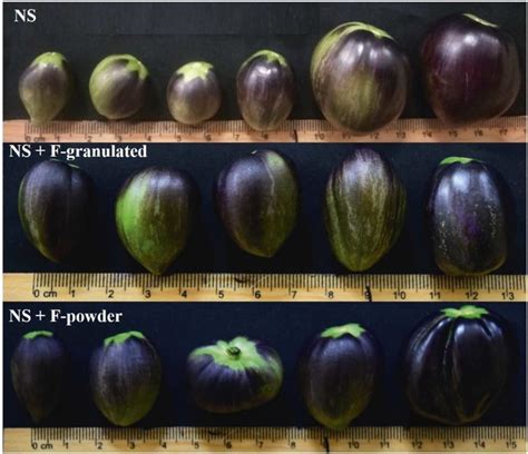 Easy Ways To Tell When Eggplant Is Ripe 2023 Atonce