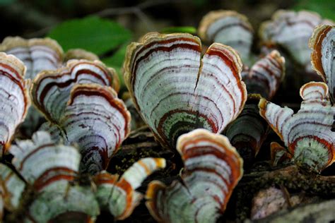 turkey tail mushroom trametes versicolor healing maps