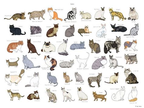 But some—the lion, tiger, leopard, snow leopard, clouded leopard, jaguar most big cats are members of the genus panthera. Cat Breeds Poster 18x24