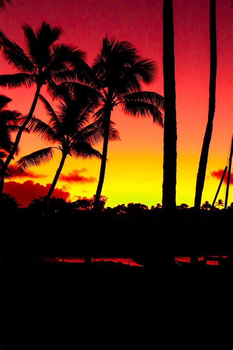 Fiery Tropical Sunrise In Hawaii By Auden Johnson Sunrise Palm Trees