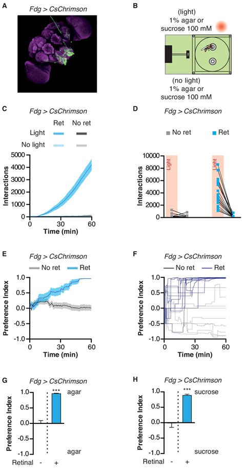 Closed Loop Optogenetic Activation Of Peripheral Or Central Neurons Modulates Feeding In Freely
