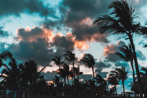 Wallpaper Palms Wind Clouds Tropics Punta Cana Dominican Republic