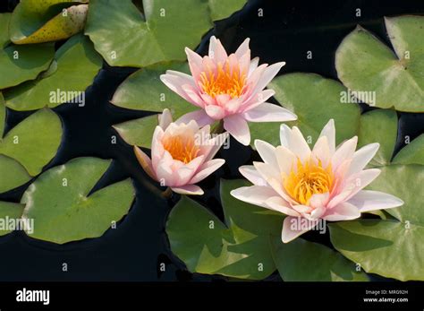 Hardy Waterlily Nymphaea Sioux Stock Photo Alamy