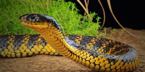 Top 10 Most Venomous Snakes In The World Captain Hunter