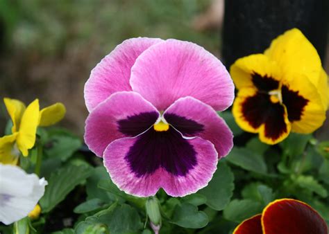 Place the tray into a black plastic bag which does not allow light to pass. Matrix, Cool Wave pansies highlight winter gardens ...