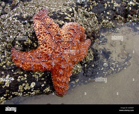 Starfish Orange Hi Res Stock Photography And Images Alamy