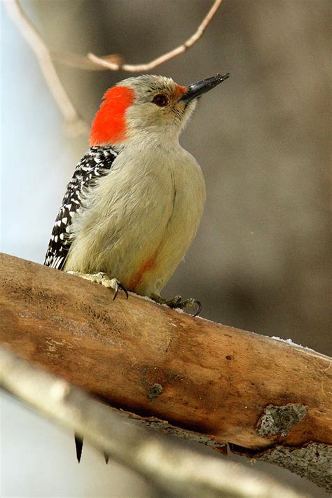 Female Red Bellied Woodpecker 4350 Photograph By Michael Peychich Pixels