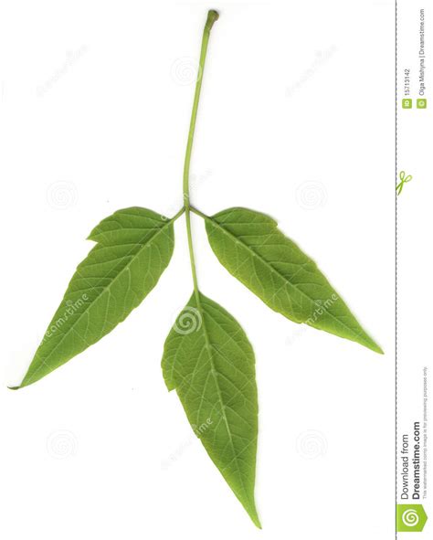 Green Leaf Of Ash Stock Photo Image Of Tree Branch