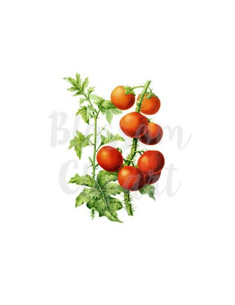 Download High Quality Tomato Clipart Illustration Transparent Png