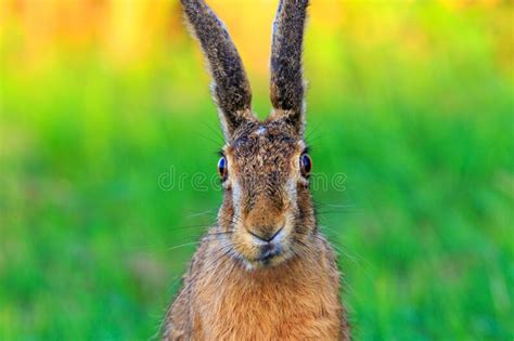 Closeup Shot Of A Cute European Hare Face Stock Image Image Of Brown