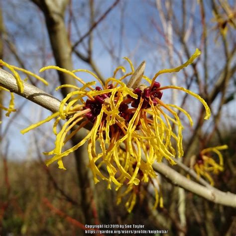 Witch Hazels Plant Care And Collection Of Varieties