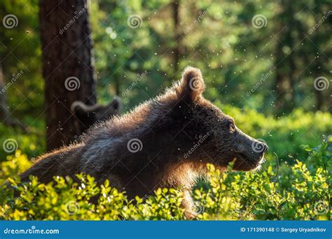 Cub Of Brown Bear In The Summer Forest Backlit Brown Bear Cub Stock