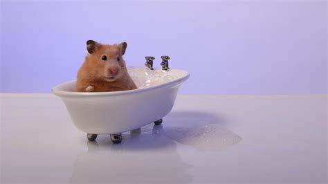 Nude Women Hamster Telegraph