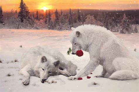 White Wolfs Couple Play Love Games Wolf Sounds Wolf Spirit Animal