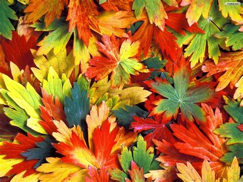 Colorful Autumn Wallpapers Wallpaper Cave