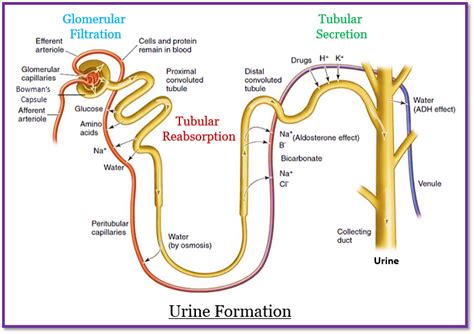 A Describe The Mechanism Of Urine Formation In Hum Tutorix