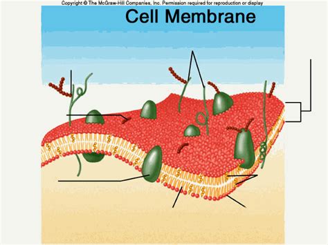 According to this model, the cell membrane is considered as a liquid having two surfaces. membrane cell structures : Biological Science Picture ...