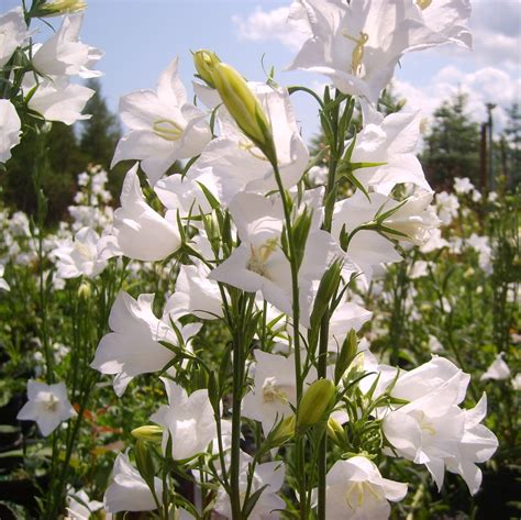 Campanula Persicifolia White Bell Sylvestria Pépinière