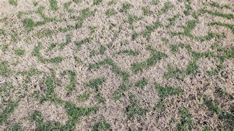 Dormant Grass Vs Dead Grass Three Ways To Spot The Differences