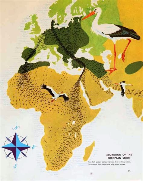Map Of The European Stork Migration Routes 1963 Bird Migration Map