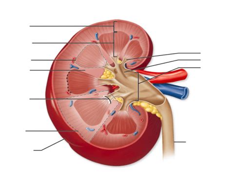 However, the overstressed liver of an alcoholic may become clogged with fats that adversely. Kidney Labeling - PurposeGames