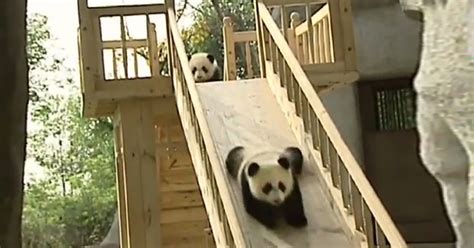 Cute Pandas Playing On A Slide