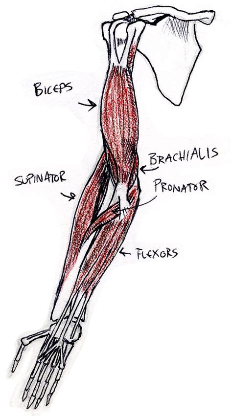 It's time to flex your muscle car muscles and see which ones you can id in this quiz! front view of bones and muscles of right arm, supinated ...