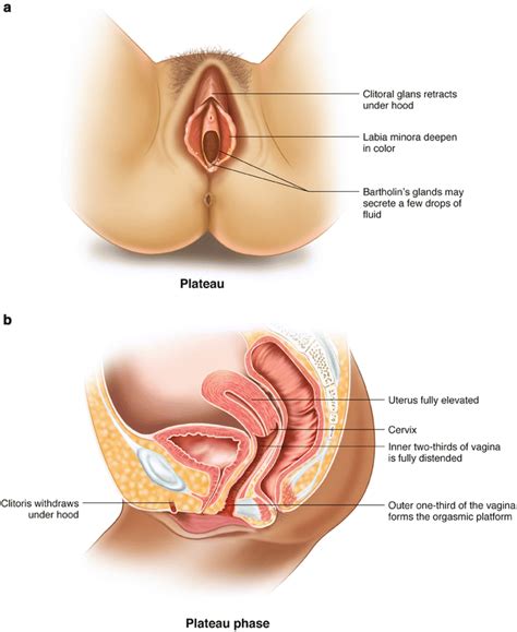 The Female Sexual Response Anatomy And Physiology Of