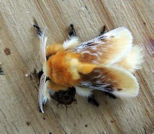 Southern Flannel Moth Identification Life Cycle Facts Pictures