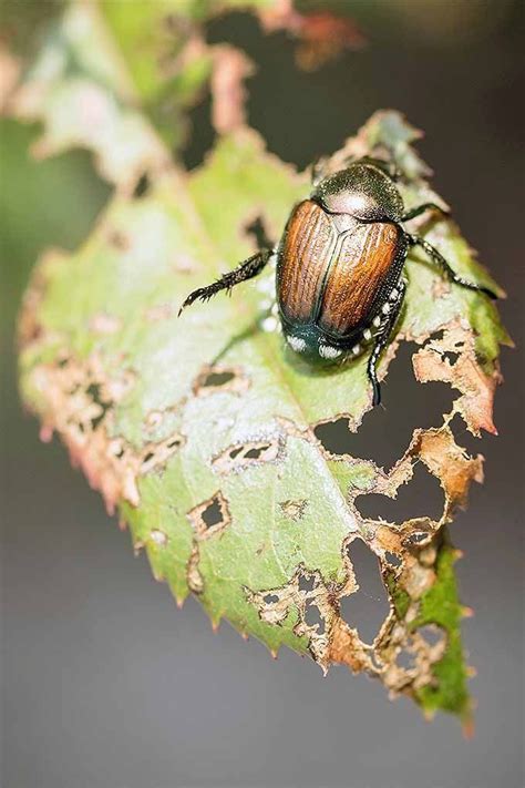 How To Get Rid Of Japanese Beetles Gardeners Path 1000 Japanese