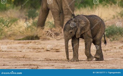 Cute Baby Elephant Calf In This Portrait Image From South Africa Stock